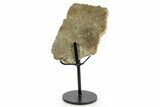 Cretaceous Fossil Turtle (Toxochelys) Shell Section - Texas #377863-1